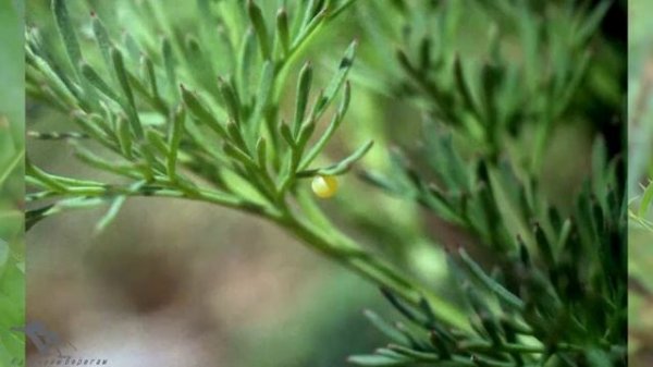 Махаон.Бабочка. Парусник Papilio machaon