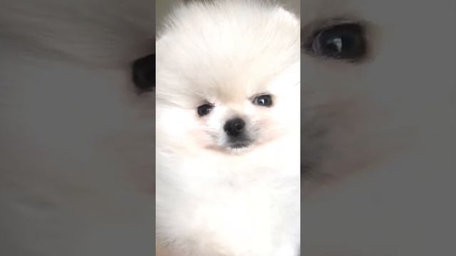 БЕЛЫЙ ЩЕНОК ПОМЕРАНСКОГО ШПИЦА-МАЛЬЧИК . ДОРОГО.WHITE POMERANIAN SPITS-BOY PUPPY смотреть онлайн