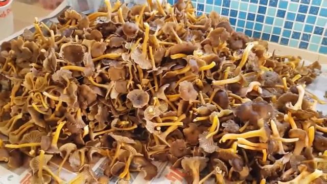 Один из способов развлечь себя, когда скучно в норвежском селе. смотреть онлайн