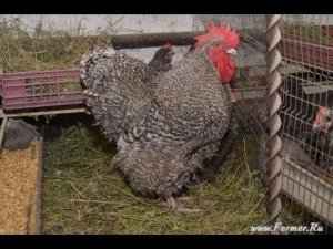 Рассказ о курах в хозяйстве Гуковские куры. Орпингтон, Брама, Кохинхин.