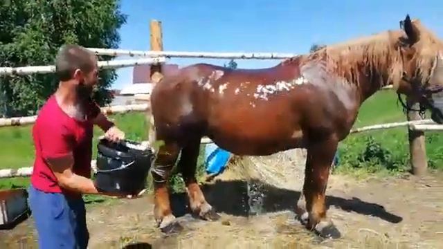 Водные процедуры .Советский тяжеловоз.Ромашка. смотреть онлайн