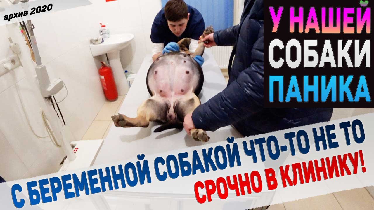 Странное поведение у беременной собаки! Мы в недоумении. Едем в клинику! смотреть онлайн