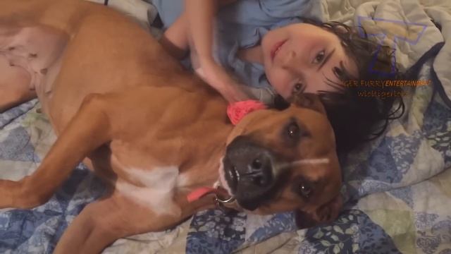 FUN CHALLENGE: Try NOT to laugh - Funny & cute dogs and kids смотреть онлайн