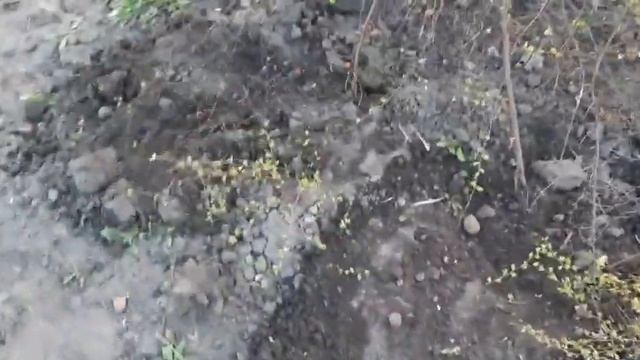 РАЗМНОЖЕНИЕ СПИРЕИ ВЕСНОЙ смотреть онлайн