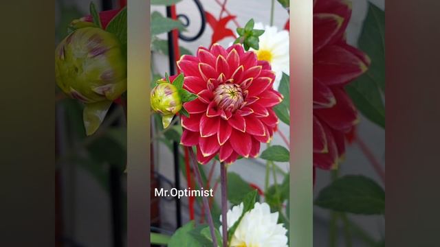 Dahlia - Mr. Optimist смотреть онлайн