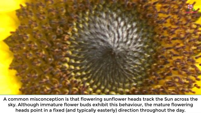 Helianthus annuus - sunflower смотреть онлайн