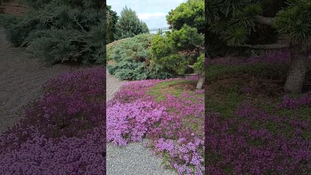 Ландшафтный дизайн садового участка #цветы #дача #красота #идеи #длядачи #дом #загородныйдом #лето смотреть онлайн