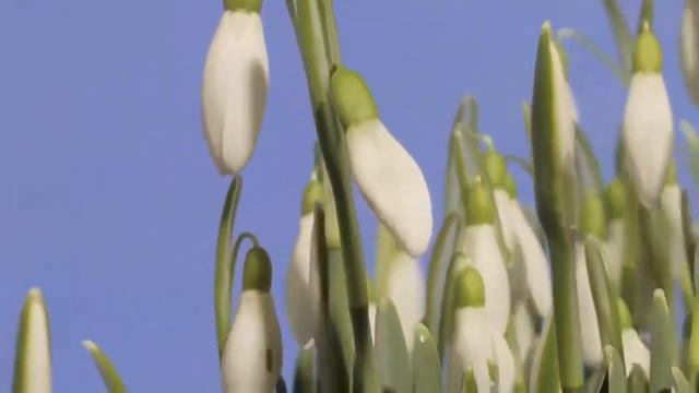 Квіти. Дитяча пісня про квіти. смотреть онлайн