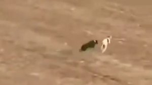 Прикольное видео как Заяц я был этот собака 2 собаки догнать не могут зайца вообще прикольноприколь