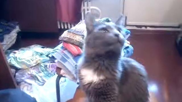 Кошка улыбается смотреть онлайн
