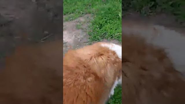 Кавказкая овчарка!!!Будни питомника Lignum Vitae. смотреть онлайн