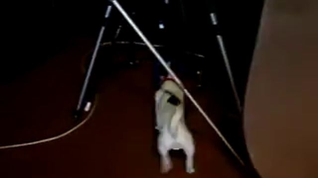 джек рассел терьер и шарики,Jack Russell Terrier смотреть онлайн