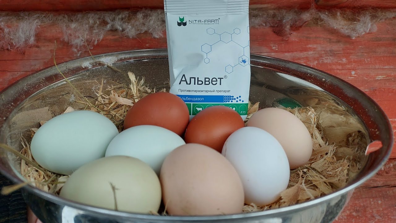 КОГДА КУРИНОЕ ЯЙЦО СТАНОВИТЬСЯ УБИЙЦЕЙ! смотреть онлайн