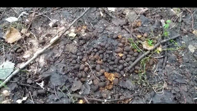 Море грибов и очень простой способ замориновать свинушки.Часть 3. смотреть онлайн