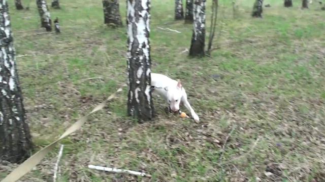 Анисий. Попечительский Совет Помощи Бультерьерам. 2016.05.07 p2 смотреть онлайн