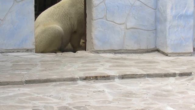 Якут (Терпей) в Ростовском зоопарке 11.07.2017г. смотреть онлайн