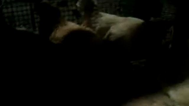 Как поживают мои петушки! Минимясные петухи могут быть Вашими. Обзор курятника. смотреть онлайн