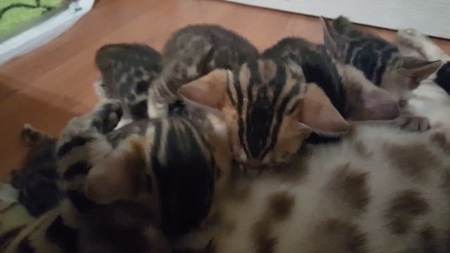 Первый помет Фестиваля и Моники- котята едят от мамы. смотреть онлайн
