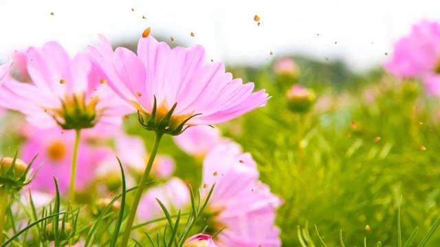 Под водой • Красивая расслабляющая музыка со звуками воды для сна и медитации смотреть онлайн