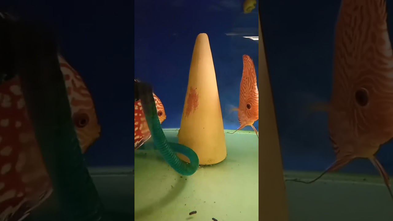Метод акульей клетки хорошо работает. #shorts #aquarium #discus смотреть онлайн