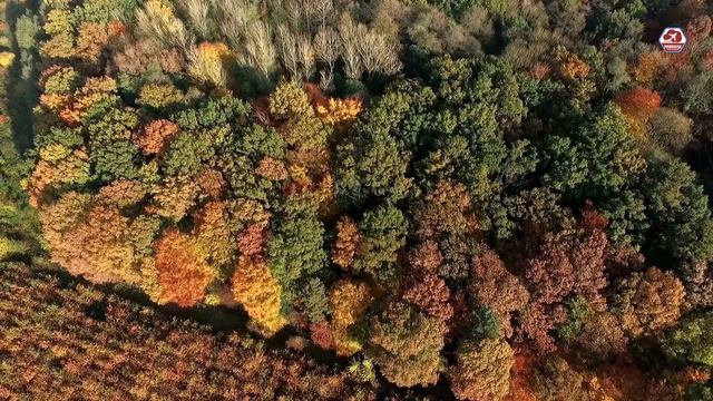 Forest 4K - Nature Relaxation Film - Meditation Music