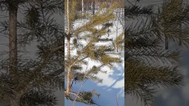 Отличие Елки от Сосны. смотреть онлайн