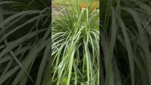 Children In The Dell: Sensory Garden
