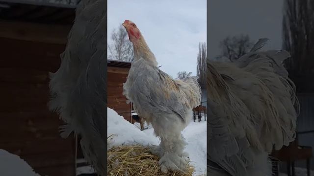 Петушок Брама Изабель смотреть онлайн