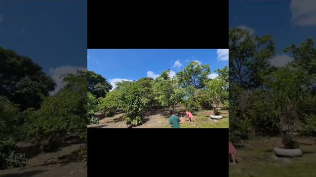 Trinidad Pitch Lake. Video 1 of 3. Please Turn On Your "CLOSED CAPTIONS" смотреть онлайн