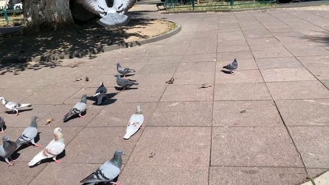 Кормим птичек очищенными семечками смотреть онлайн