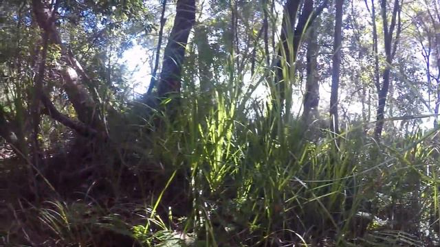 Too much spiders in my house, one is venomous. смотреть онлайн