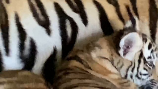Рядом с Уссури и тигрятами уже можно РАЗГОВАРИВАТЬ ГРОМКО ! смотреть онлайн
