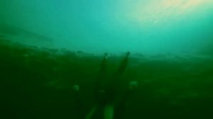 Магнитная Аномалия - Нет Вокруг Нас Деревьев