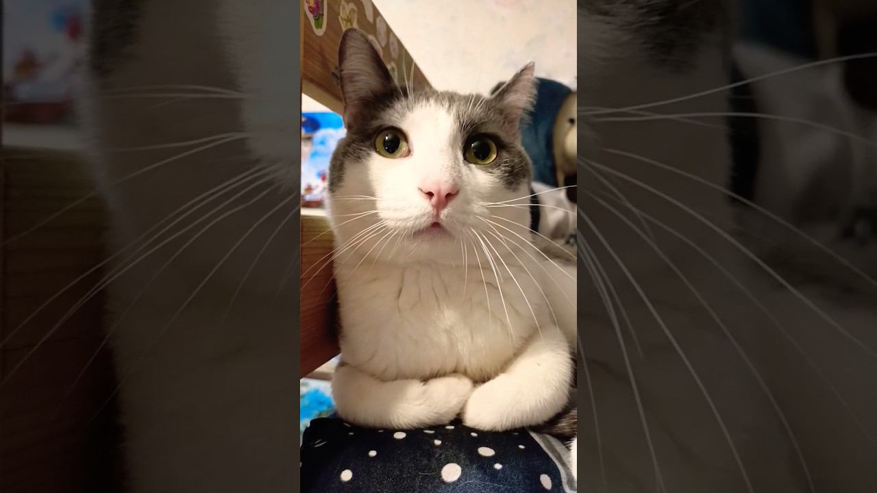 Коты леняют два раза год#мурзик #питомец #котики #приколы #кот #лайк #котик #любовь #юмор #добро смотреть онлайн
