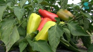 Перец Любовь