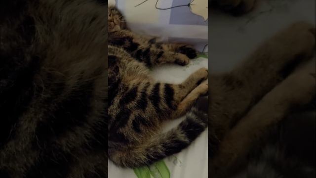 На расслабоне перед телеком пацана сморил сон!???#кот#сон#морфей#жизнь#животные#дом#приют#shorts#ми смотреть онлайн