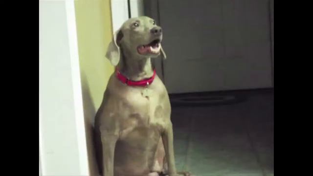 CFWR Lifeline Weimaraner "Hope" смотреть онлайн