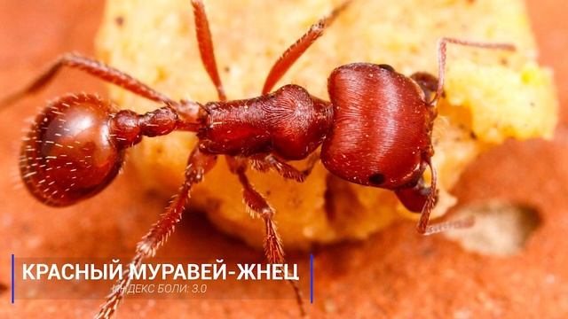 СРАЗУ БЕГИ ЕСЛИ ИХ УВИДИШЬ!!! ПОДБОРКА НАСЕКОМЫХ-ПОТРОШИТЕЛЕЙ!!! смотреть онлайн