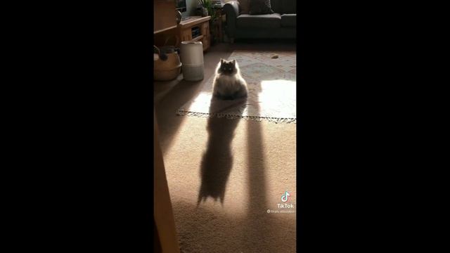 СМЕШНЫЕ КОТЫ И КОШКИ / САМЫЕ МИЛЫЕ И ЗАБАВНЫЕ ЖИВОТНЫЕ / ЛУЧШИЕ ПРИКОЛЫ С КОТАМИ / Выпуск#20 смотреть онлайн