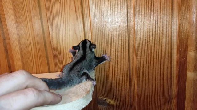 Месячный австралийский летучий бельчонок смотреть онлайн