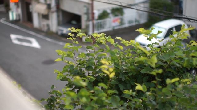 Sony SLT-A55 Video Test(1)