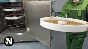 Как мы сушим личинку чёрной львинки