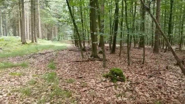 НАЧАЛО ГРИБНОГО СЕЗОНА 2021? | Часть 1./ 196 смотреть онлайн