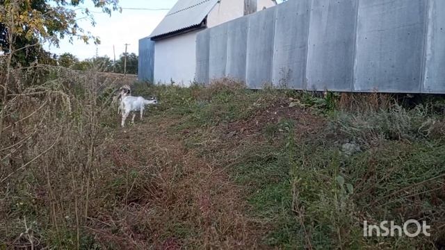 Сколько будет стоить, крыша нашего дома. Простая жизнь обычной семьи! смотреть онлайн