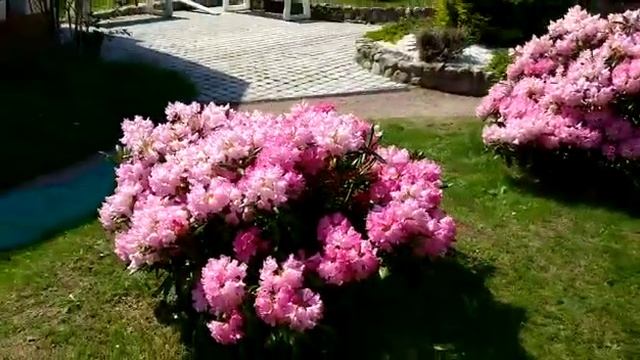 Рододендрон. Дачный участок смотреть онлайн
