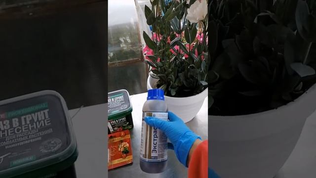 Эустома. Как сохранить зимой? #дачарайвасильева #цветы #эустома #кашпо #флористика смотреть онлайн