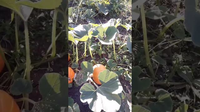 Урожай картошки.