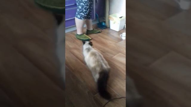 Моя кошка бешанная и хорошая.смотрите больше это видео!!! смотреть онлайн