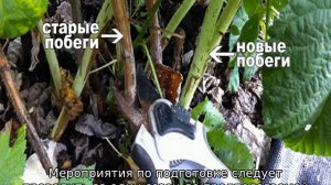 Малина Гигант Московский