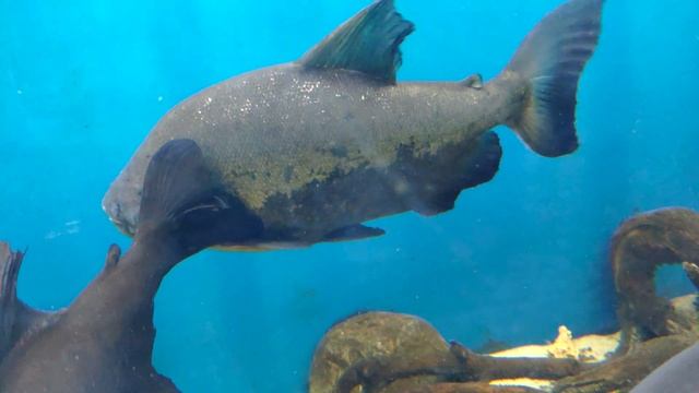 Старший брат пираньи смотреть онлайн